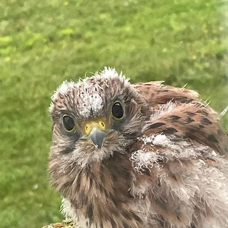 Bergerie Le Vieux Manoir *