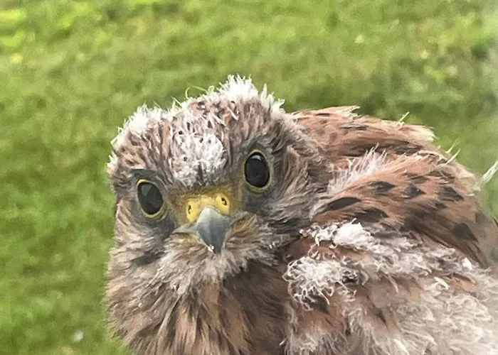 Bergerie Le Vieux Manoir *